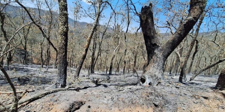 Incendio en Sierra de Lobos consumió 100 hectáreas