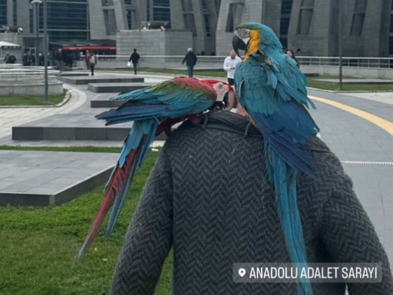 Hombre descubrió que su mujer le era infiel por la frase que repiten sus loros