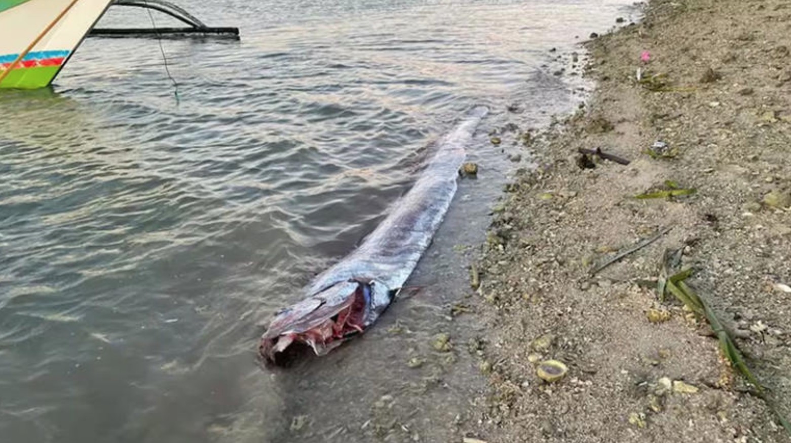 Pez remo aparece previo al terremoto en Taiwán: ¿superstición o coincidencia?