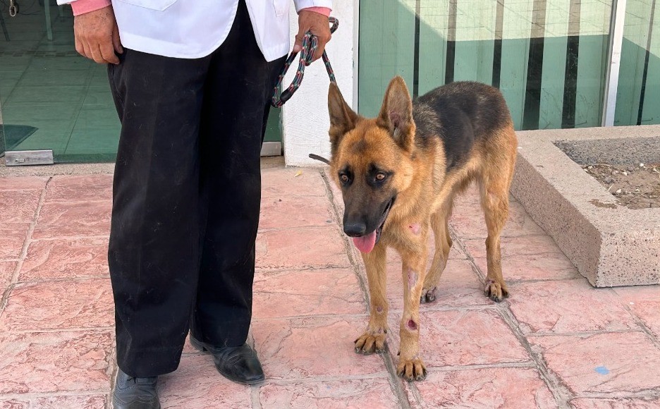 'Coqueta' en recuperación tras ser arrastrada por una camioneta en Guanajuato