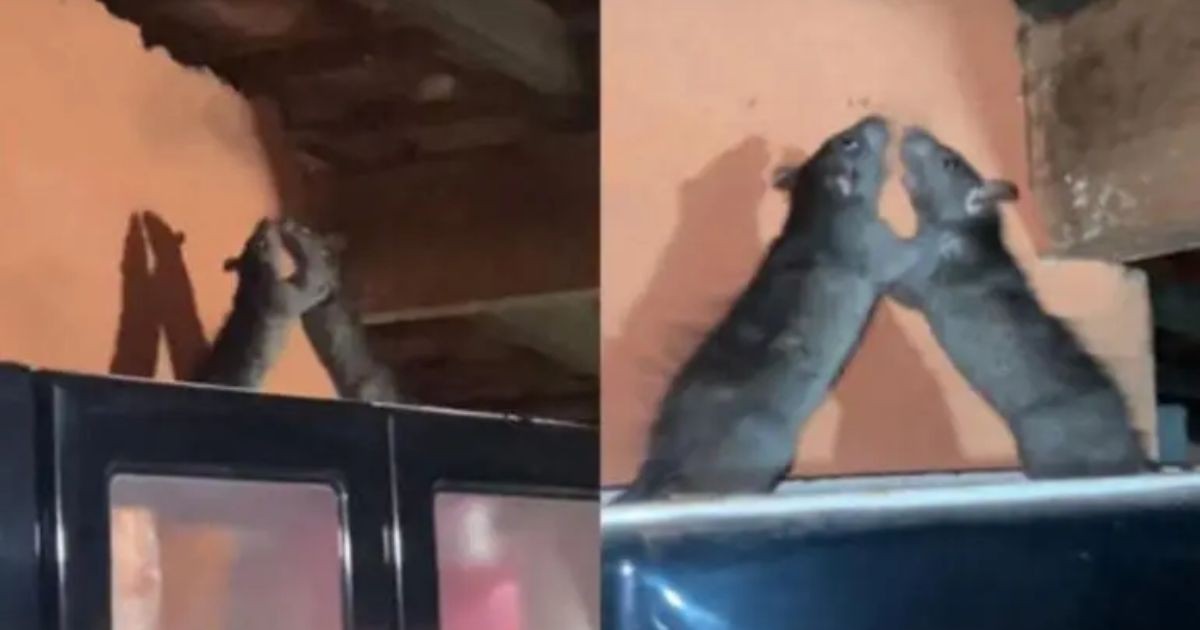 Batalla de gladiadores: Dos ratas protagonizan un combate épico en la cocina