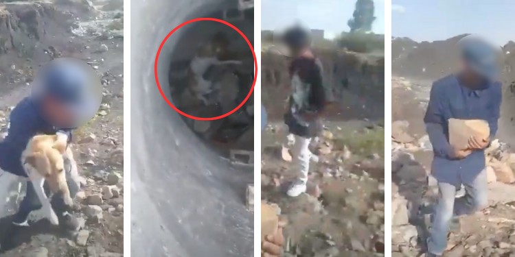 Jóvenes avientan a perrita al fondo de un pozo en Brisas del Campestre