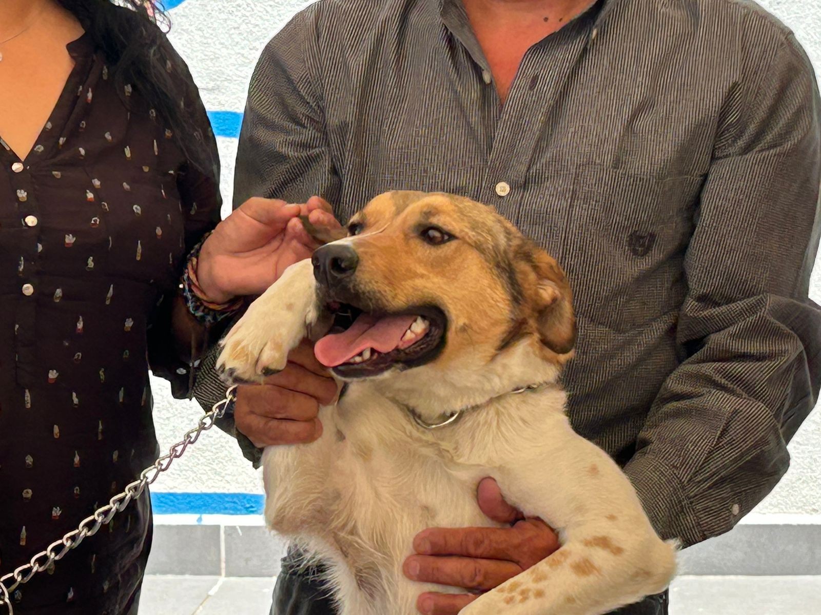 Libertad, perrita rescatada en Brisas del Campestre, ya tiene hogar