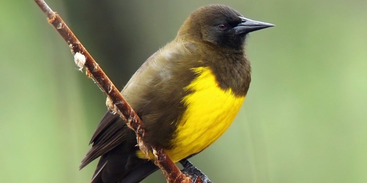Mueren en las calles tordos pecho amarillo por deshidratación y golpes de calor