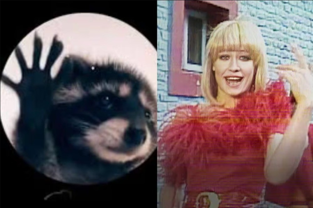 Este es el origen del video del mapache bailando “Pedro, Pedro“