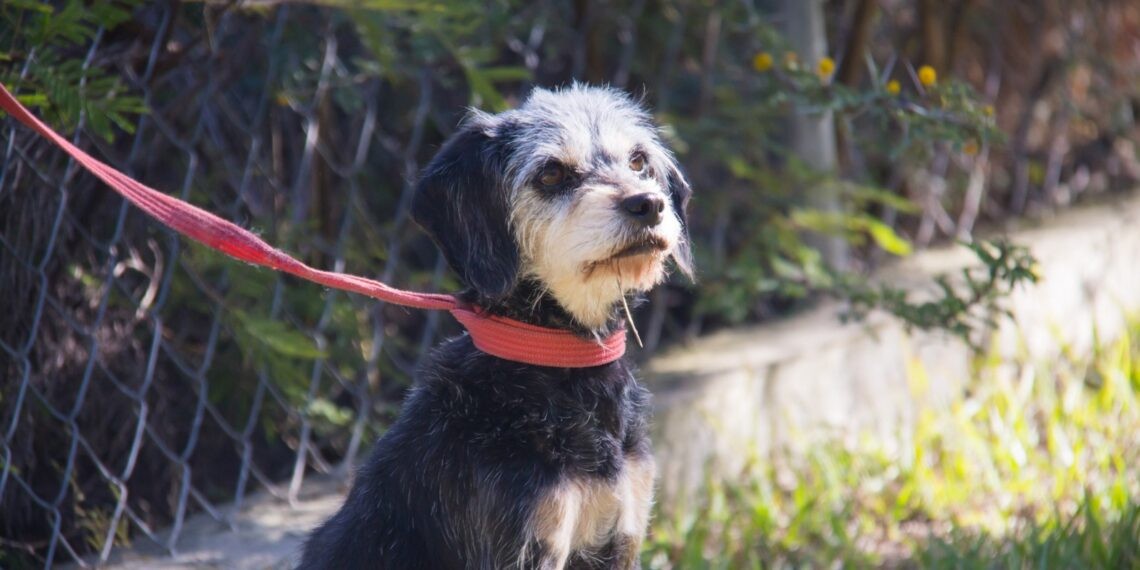 Incrementa el abandono de mascotas en León