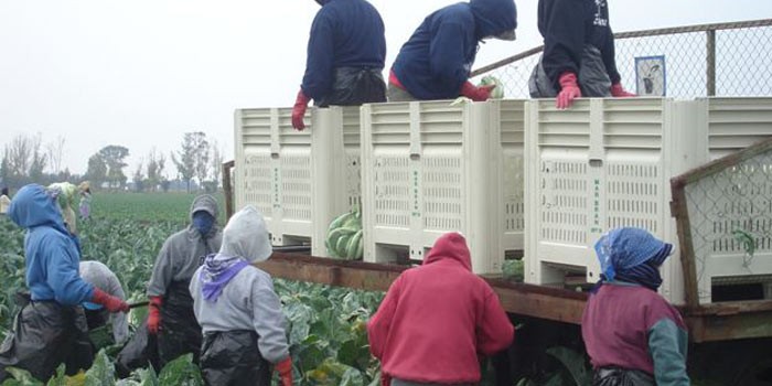Sequía e inseguridad afecta a jornaleros migrantes en Guanajuato