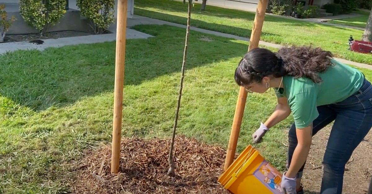 Regar árboles a ‘cubetazos’, una forma de pagar las fotomultas en León