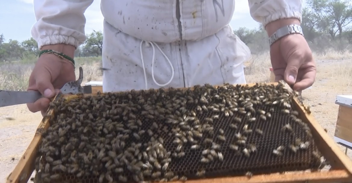 Sequía afecta a apicultores en León; los orilla a vender sus colmenas 