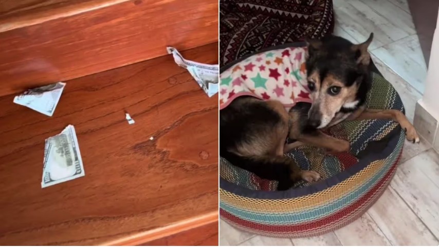 ¿Comida de lujo? Perro devora billetes de su dueño y se vuelve viral