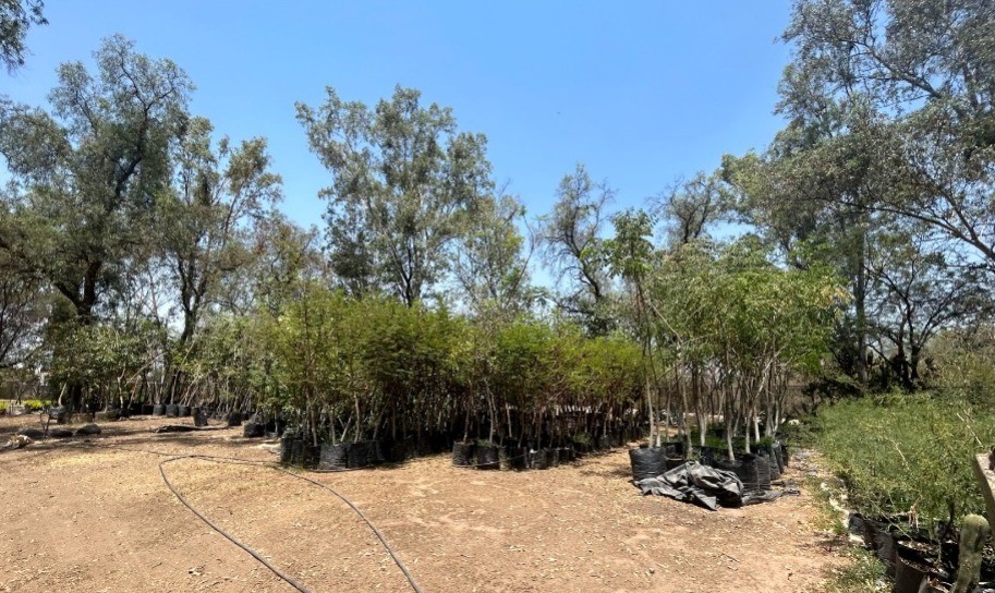 Regalan plantas y arbolitos en el vivero de León ¿Cómo obtener uno?