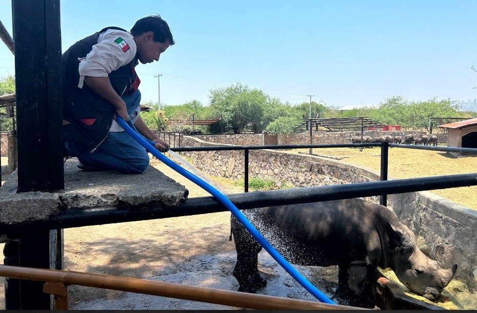 Así combaten el calor los animales del Zoológico de León