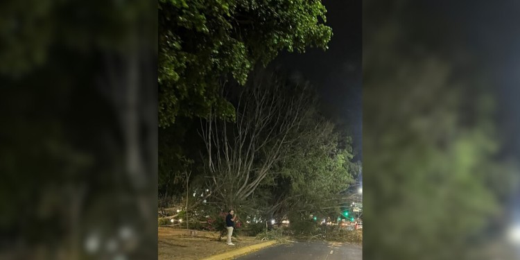 Podan árboles en León por seguridad tras fuertes ráfagas de viento