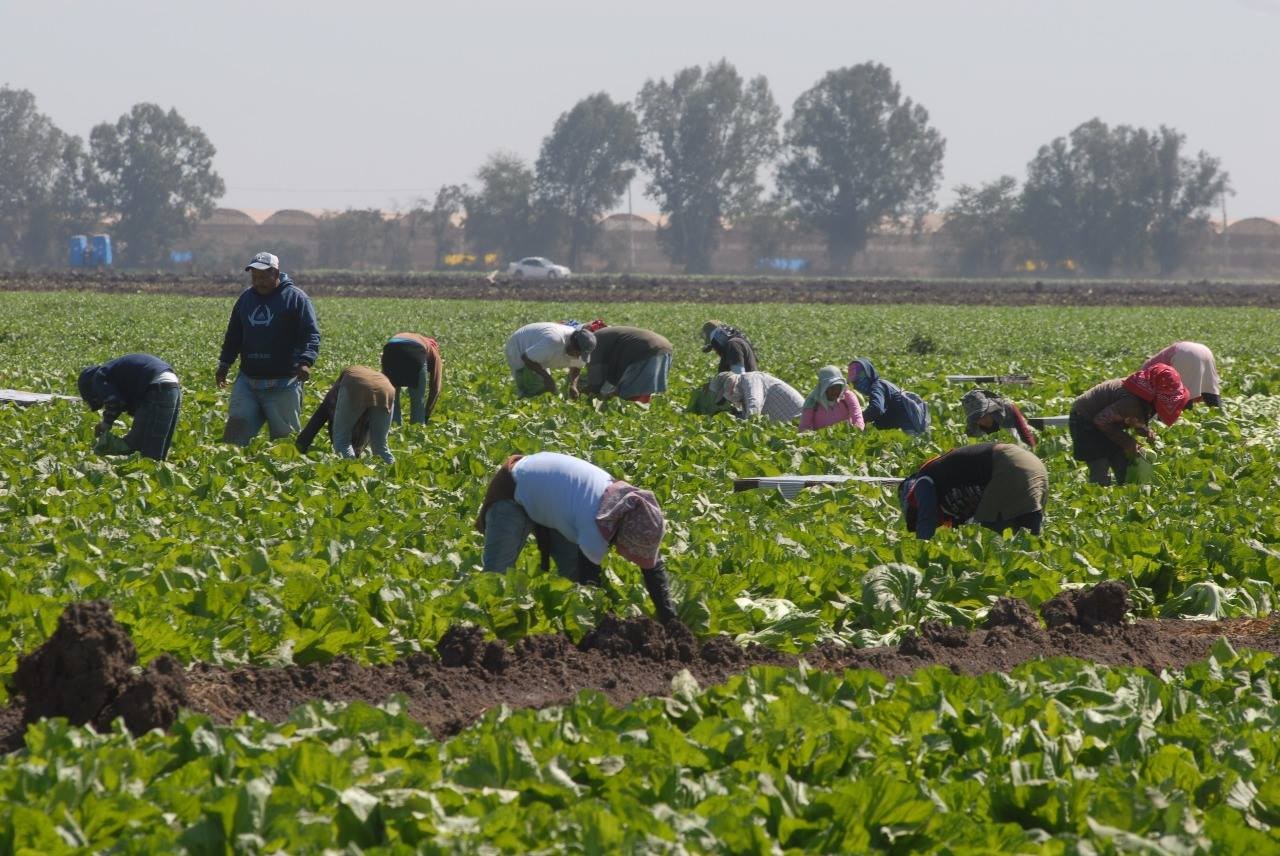 Derechos de jornaleros son una deuda histórica: Desarrollo Indígena Loyola