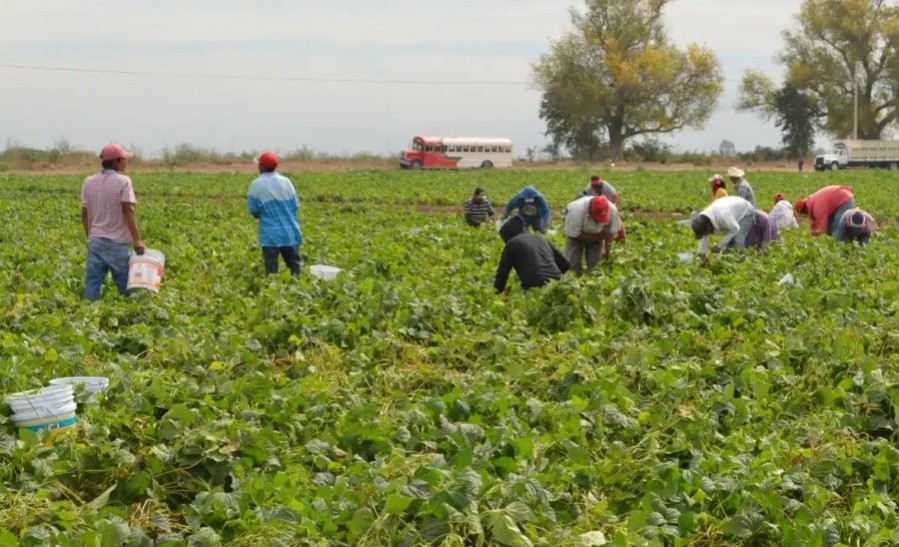 Reduce llegada de jornaleros agrícolas al campo de León