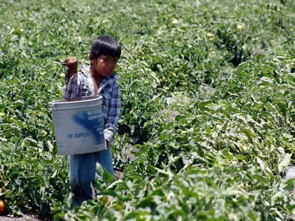 Tras caso Javier Modesto, retomará SEG aulas móviles para niños jornaleros