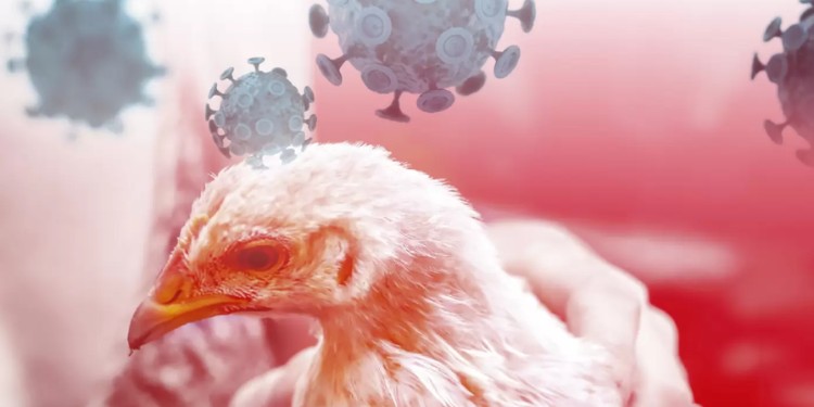 Guanajuato en alerta tras primera muerte por gripe aviar en México