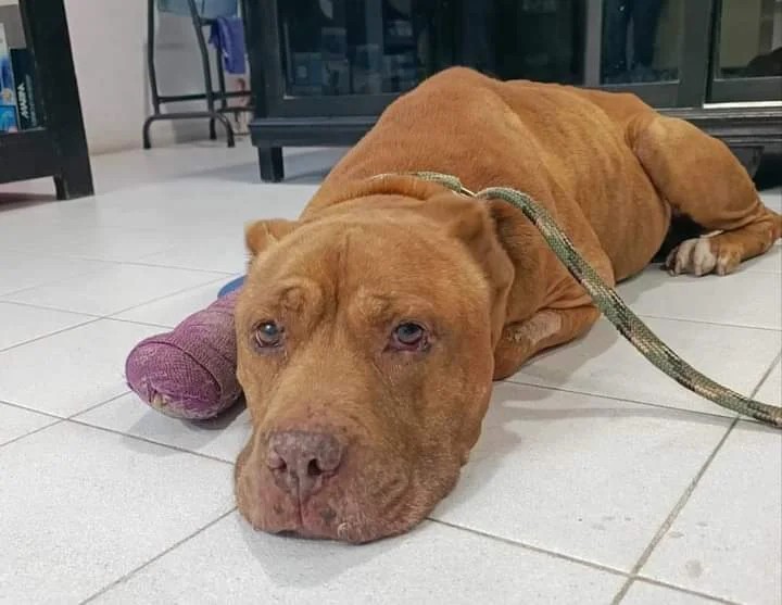 Murió Max, perrito que defendió a su dueña de linchamiento en Taxco