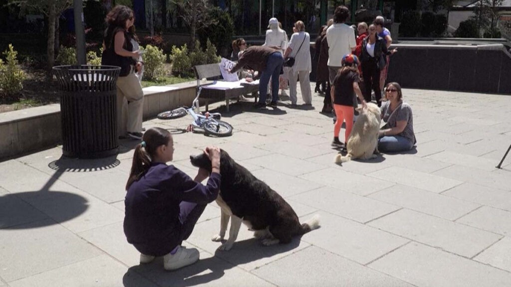Ofrecen 1,000 pesos por adoptar perros callejeros en capital de Kosovo