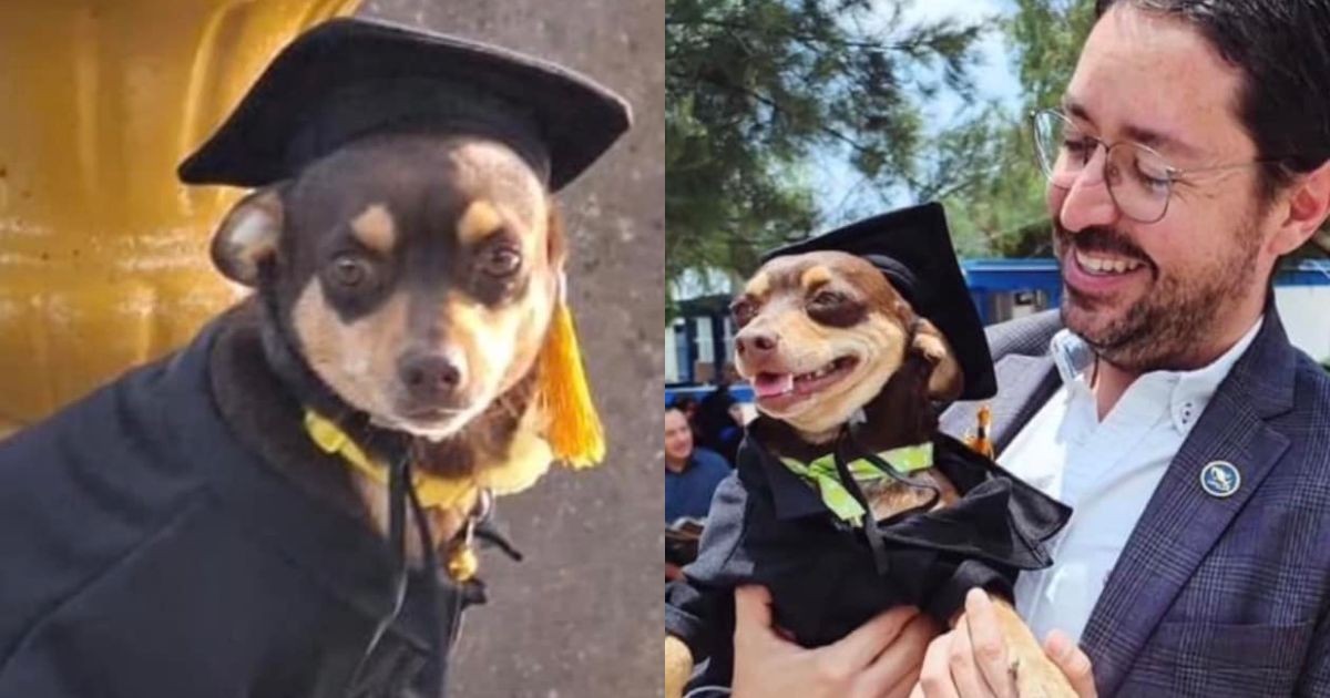 Esta es la historia de Canelo, el perrito graduado en Celaya