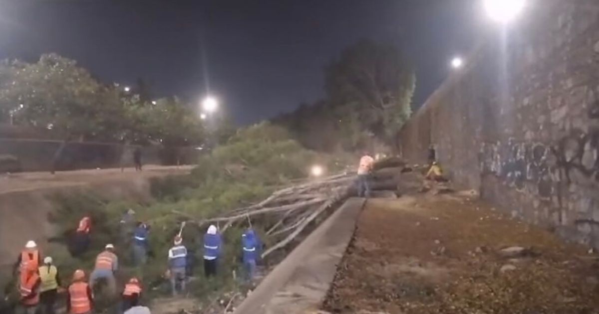 Pide ‘Déjame Plantado’ transparentar información sobre árboles del Malecón