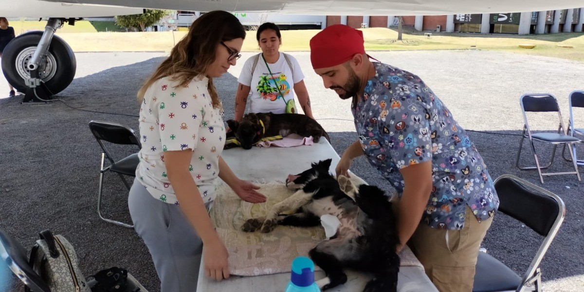 Reconoce especialista falta de la cultura de salud animal