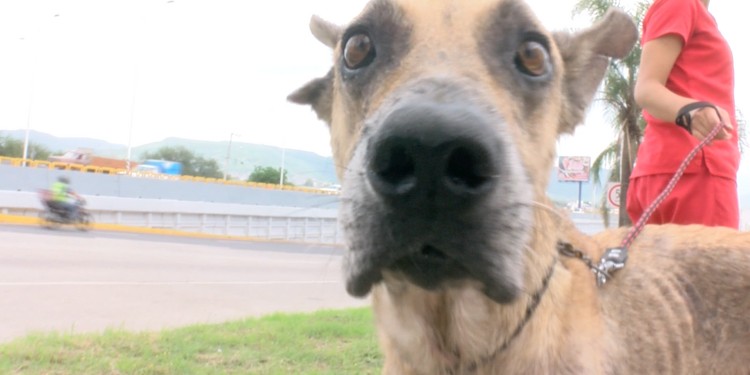 Atienden brote de parvovirus en albergue de perros en León