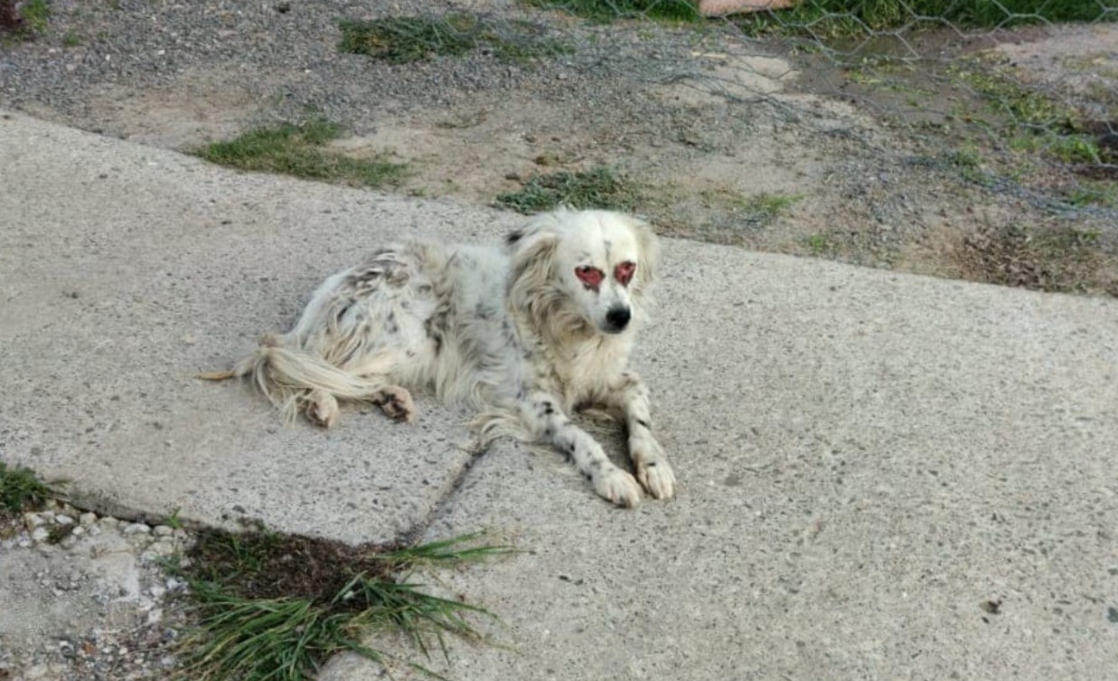 Descartan maltrato animal a 'Ojitos', perrito rescatado en León