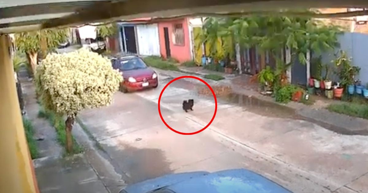 ¡Desgarrador! Muere 'Max', perrito atropellado en Celaya (Video)