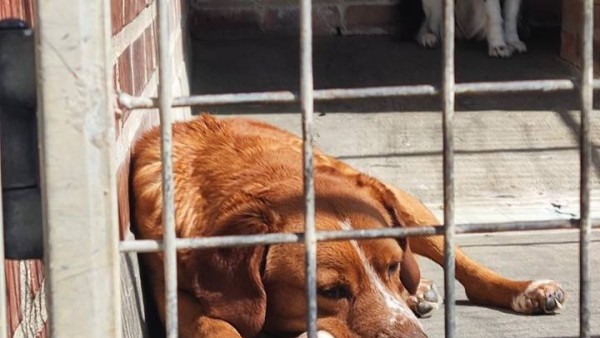 “Los perros no son guardias de seguridad“, urge animalista tomar acciones