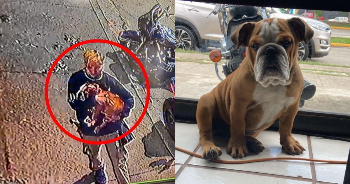 Robo de cachorro en León queda registrado en video 