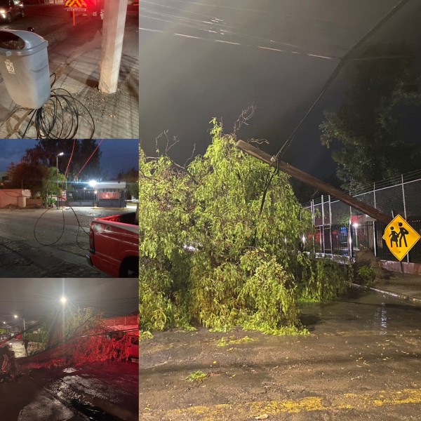 Reportan más de 10 árboles caídos tras la lluvia del jueves en León
