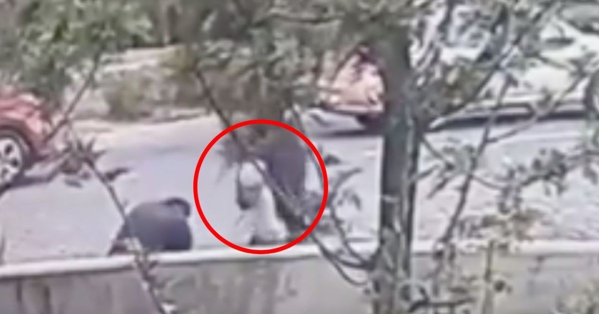 (VIDEO) Pitbull que paseaba sin correa, ataca a perritas frente a su dueña; una de ellas murió