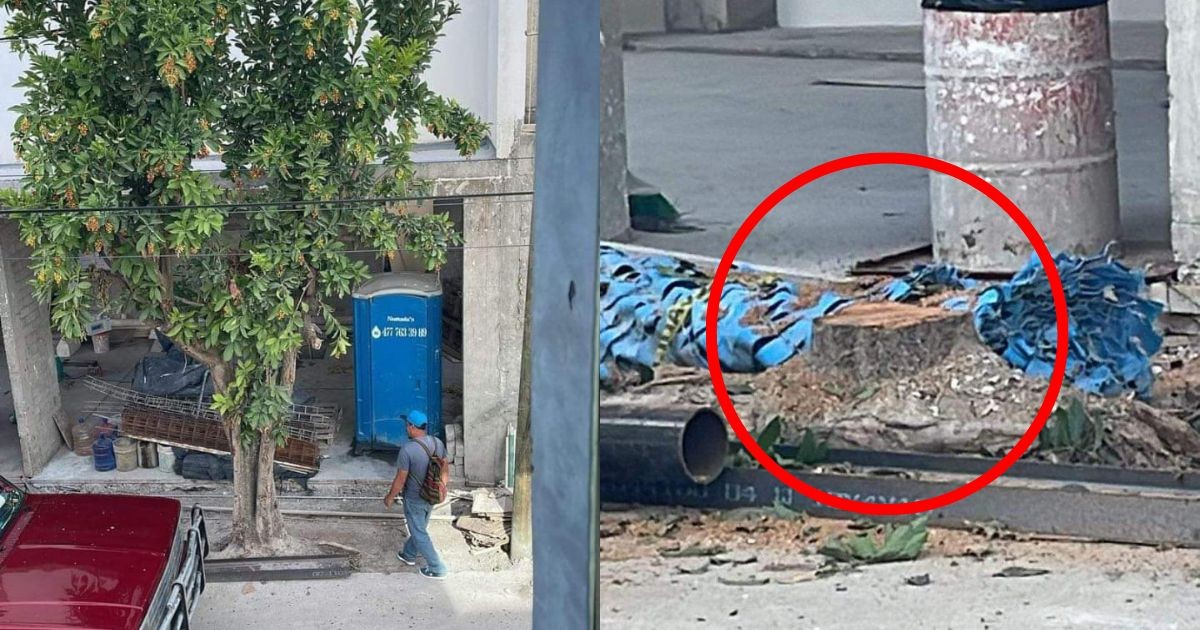 Sancionarán a particular por tala ilegal de árboles en la colonia Panorama