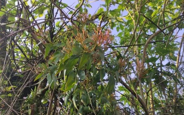 Sanean más de 32 mil árboles infectados por plaga en León