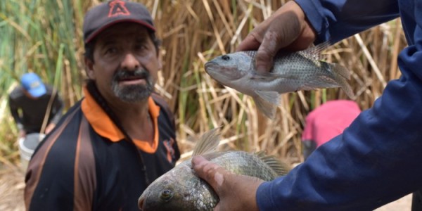Reubican peces de Los Cárcamos para repoblar presa El Palote