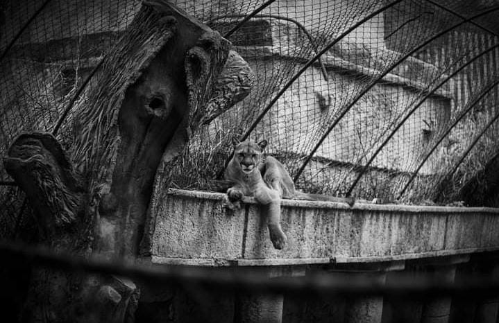 Casi 250 animales han muerto en el Zoológico de León, algunos en peligro de extinción