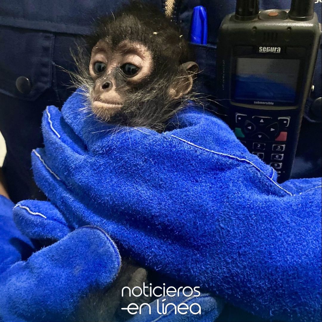 Rescatan a mono araña, tigre y tortuga del desierto en León