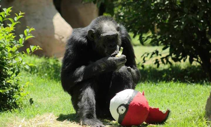 Zoológico de León responde a controversia por muertes de animales