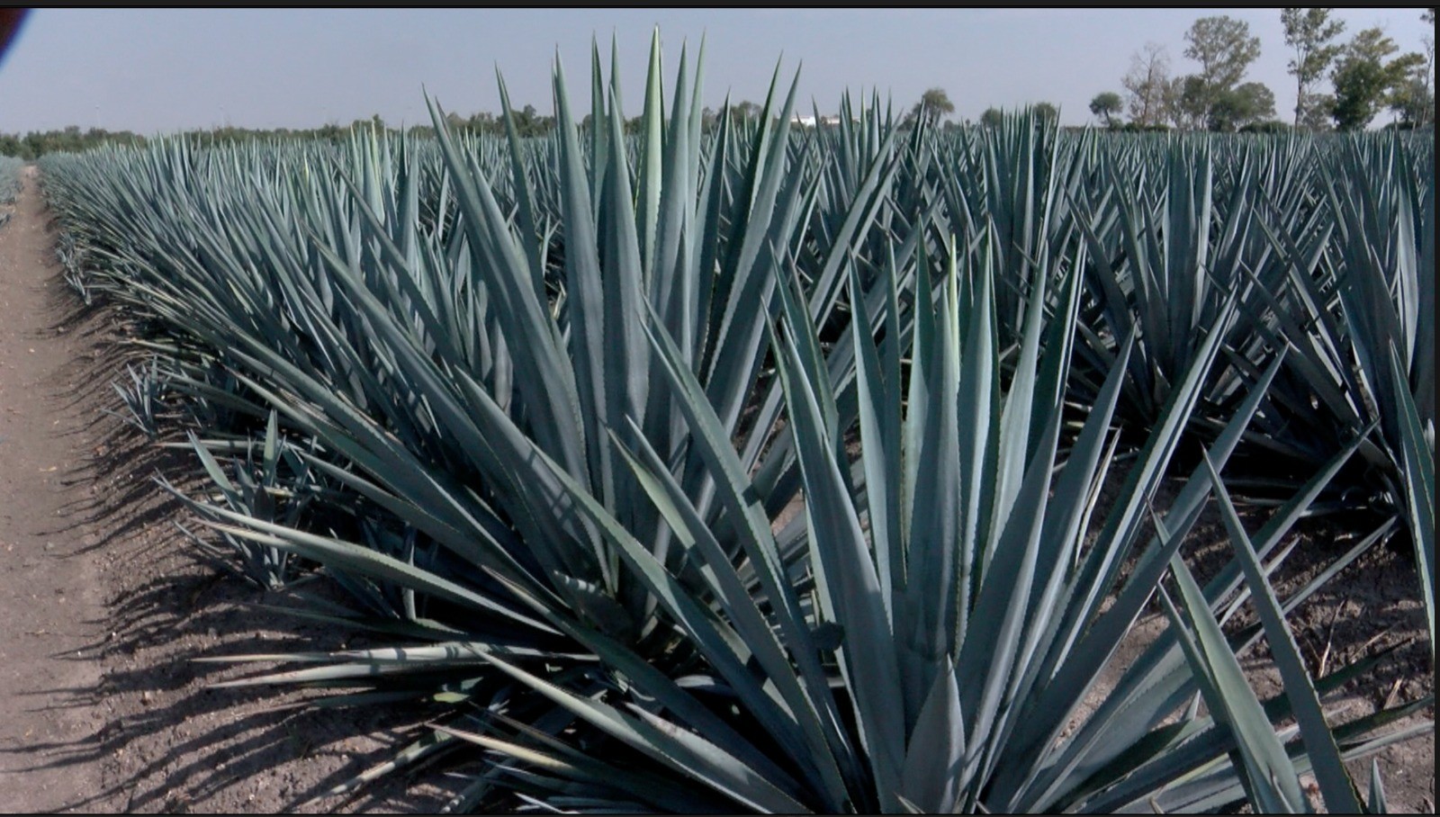 Guanajuato necesita más tequileras para procesar agave