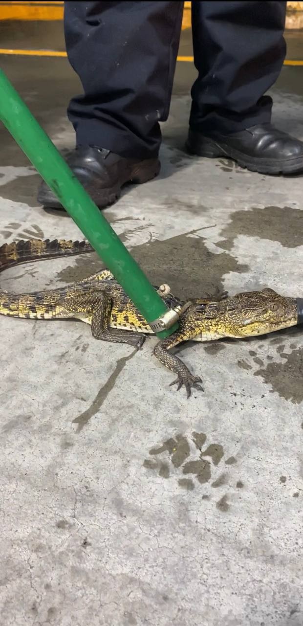 ¡Extraordinario! Encuentran caimán bebé en una alcantarilla de León