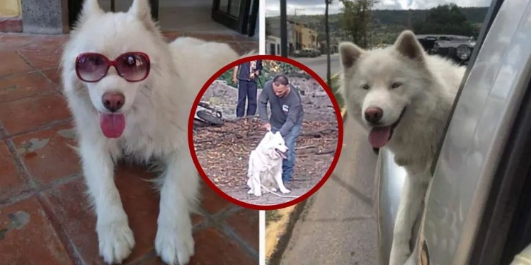 Un paso hacia la justicia animal en Guanajuato: Condenan al asesino de Alpha