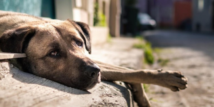 San Miguel de Allende: Activista exige renuncias de funcionarios involucrados en maltrato animal
