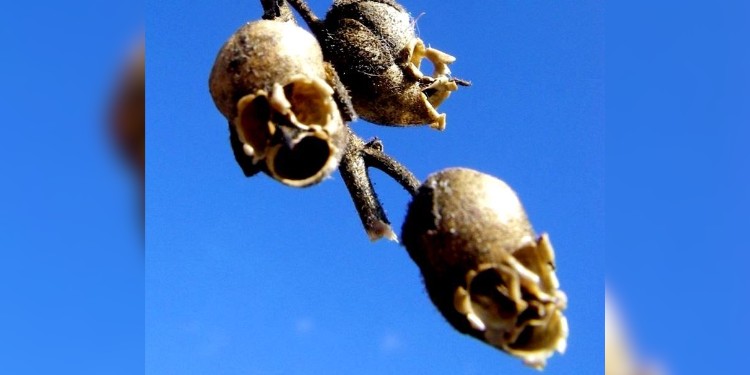 Halloween en la naturaleza: Boca de Dragón, la planta con forma de calavera