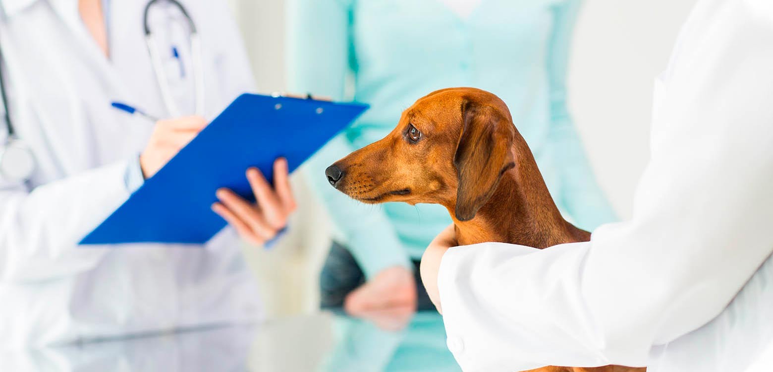 Hospital Veterinario de León contará con servicio de esterilización