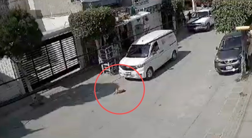 Exigen justicia para 'Chorizo', perro atropellado fuera de su hogar en León