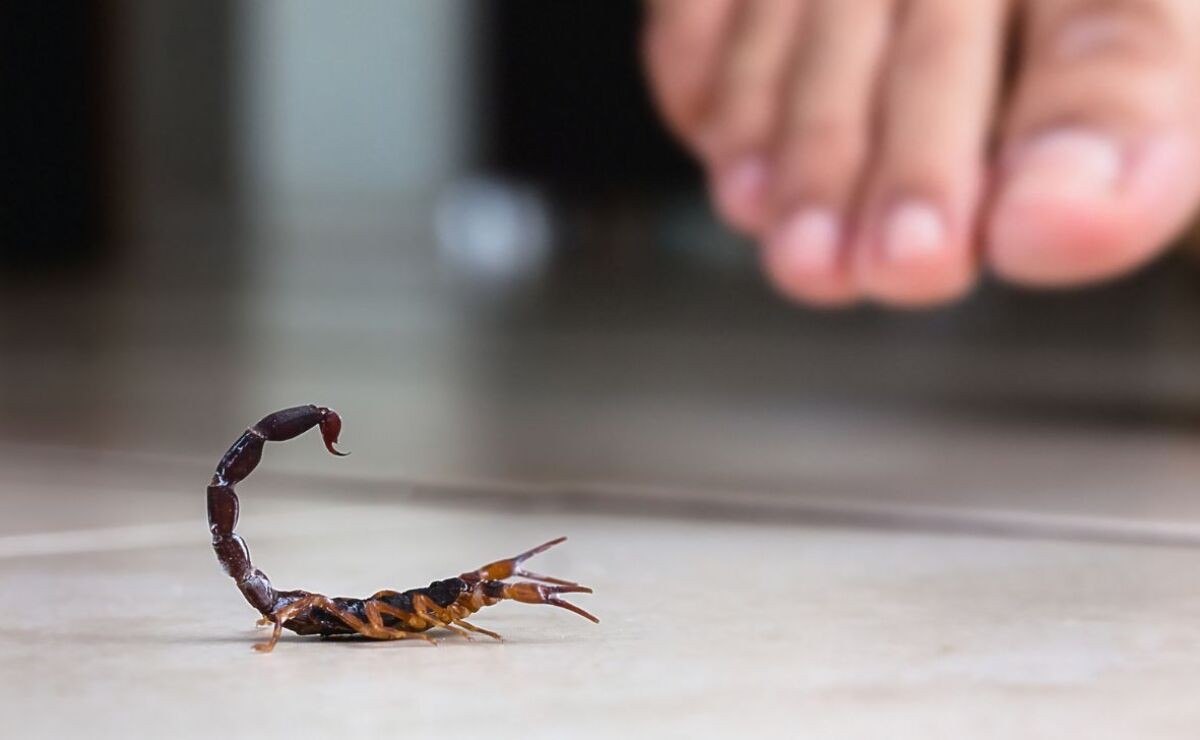 Guanajuato acumula más de 50 mil picaduras de alacrán en lo que va del año