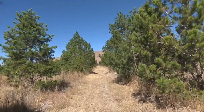 ¡Navidad ecológica! En San Felipe Torres Mochas venden pinos que no mueren