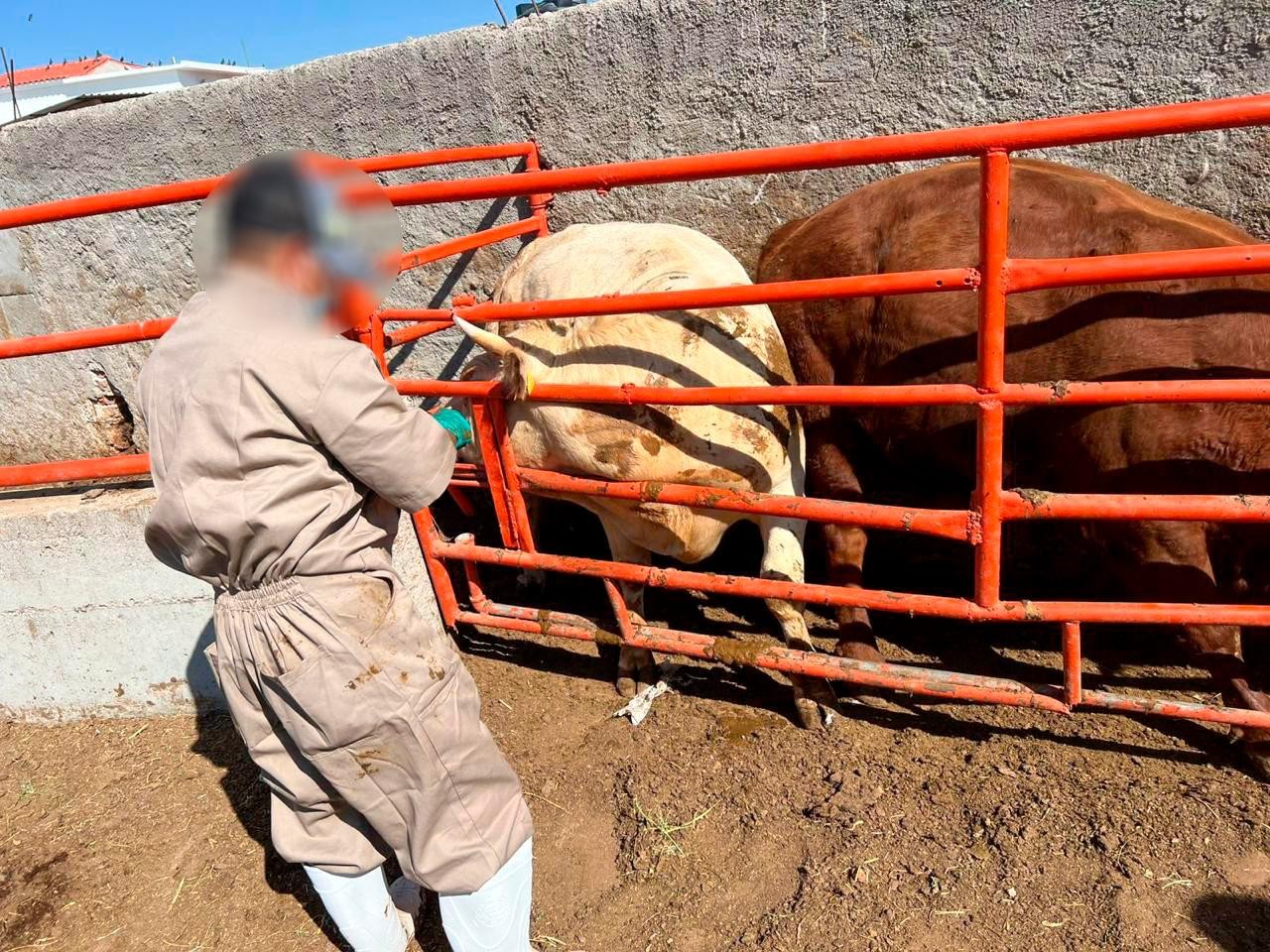 Aseguran en Guanajuato cabezas de ganado posiblemente con clembuterol 