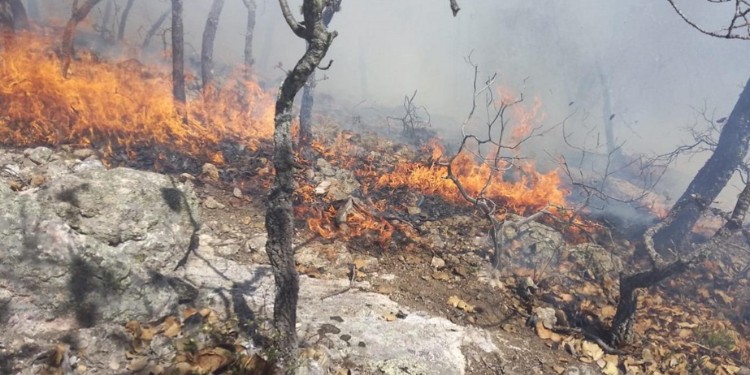 Incendios de pastizales amenazan la sierra de Guanajuato